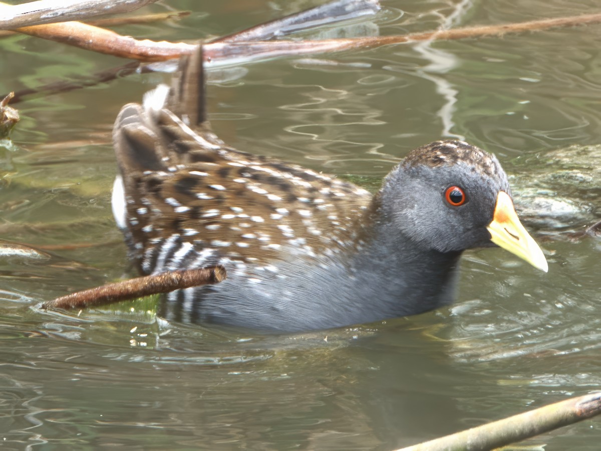 Австралийский погоныш - ML645540301
