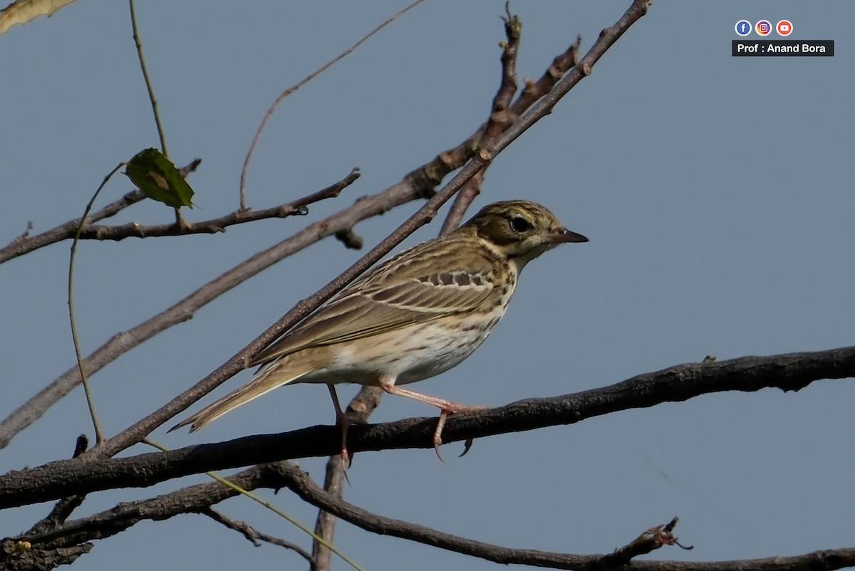Лесной конёк - ML645540302