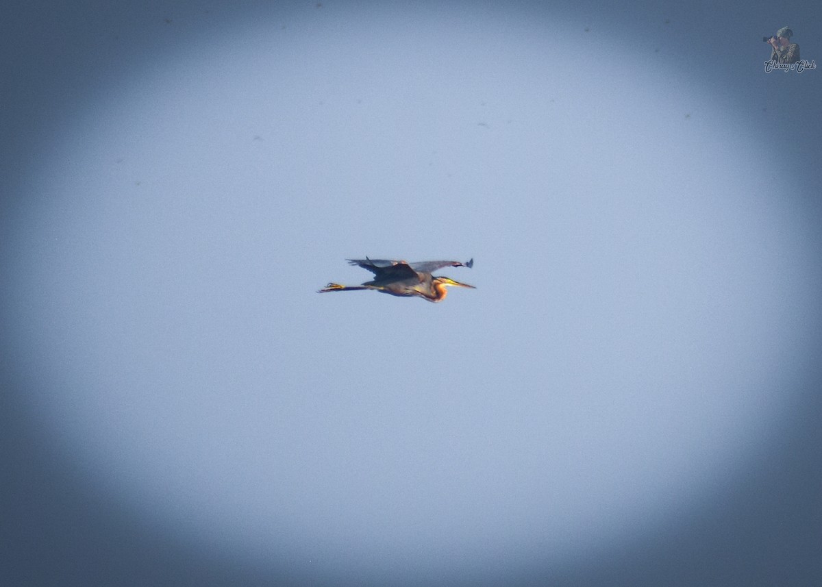 Рыжая цапля - ML645540303