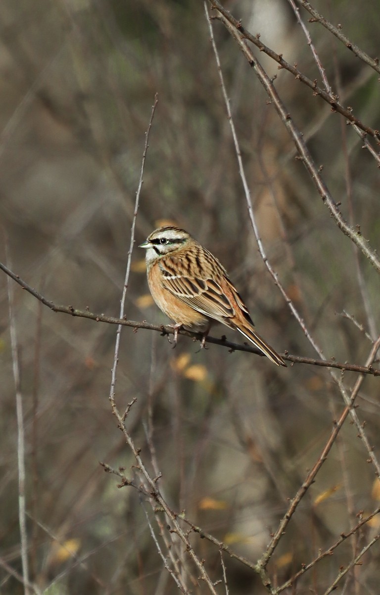 Горная овсянка - ML645540306