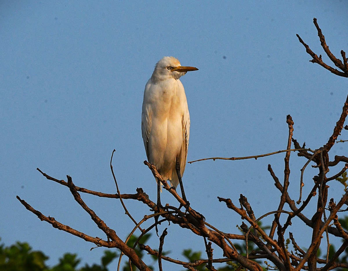 Восточная египетская цапля - ML645540307