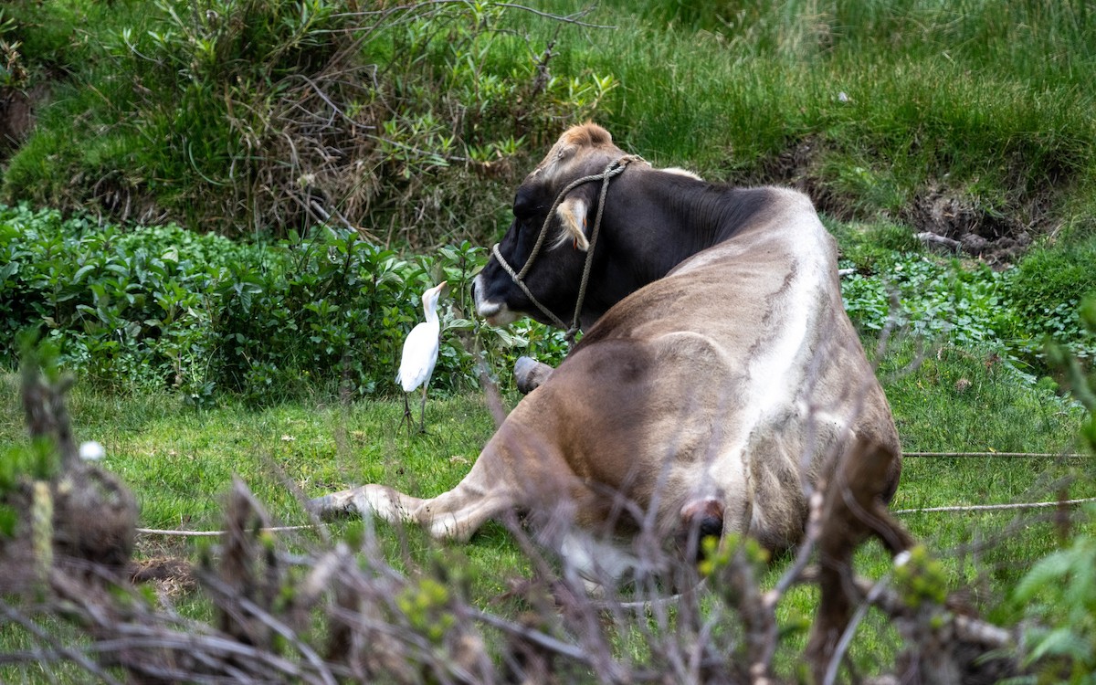 Египетская цапля - ML645540308