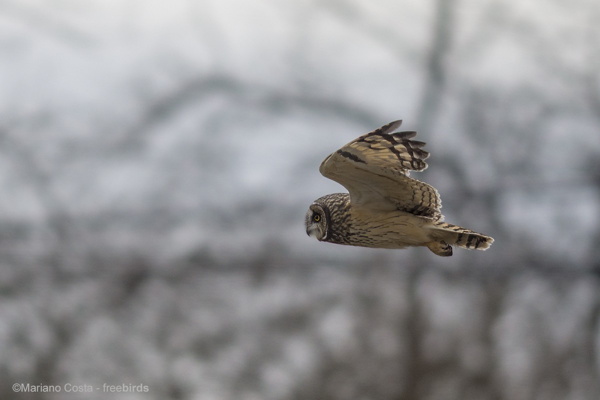 Short-eared Owl - ML645540309