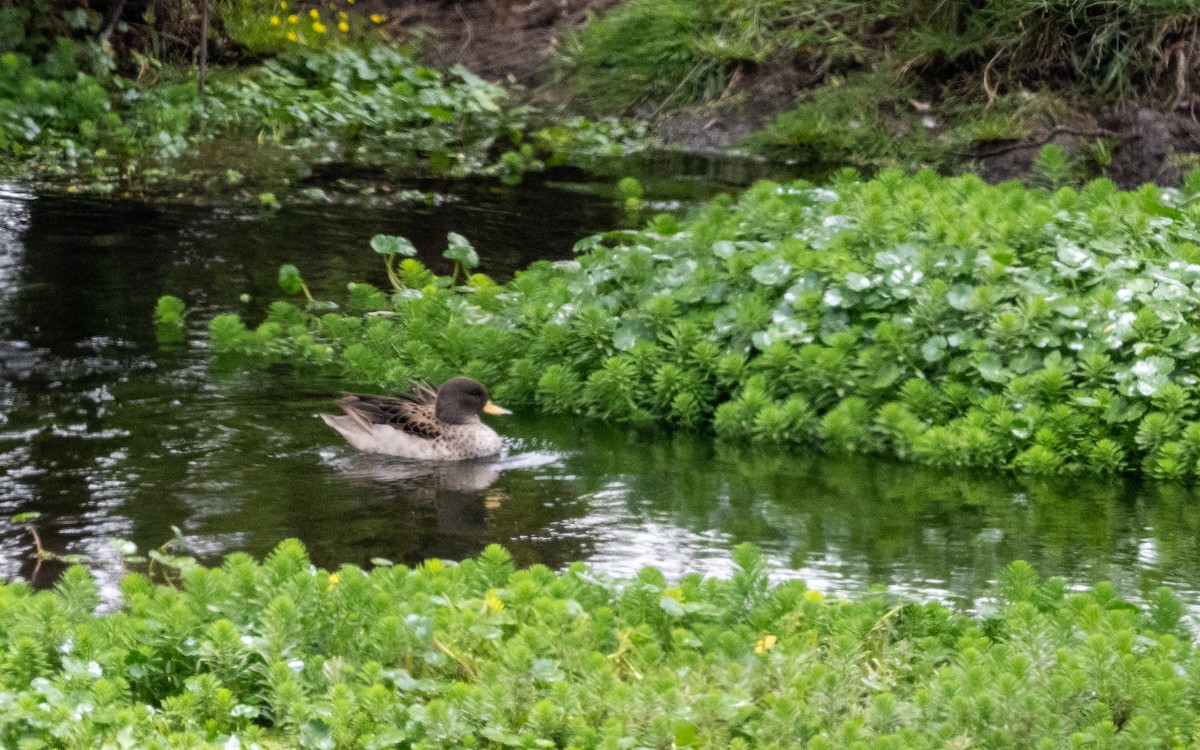 Желтоклювый чирок - ML645540310