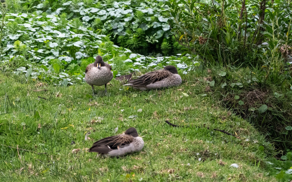 Желтоклювый чирок - ML645540311