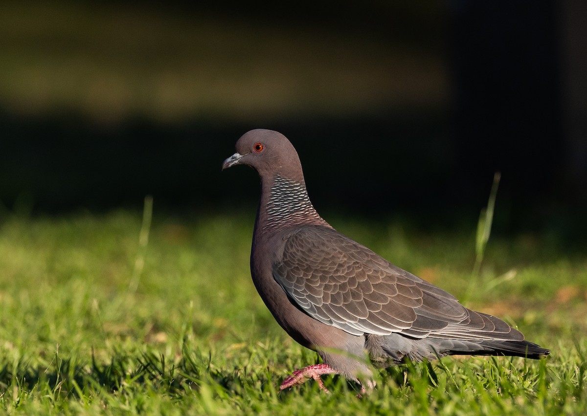 Picazuro Pigeon - ML645540312