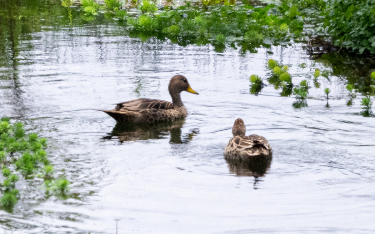 gulnebbstjertand - ML645540313