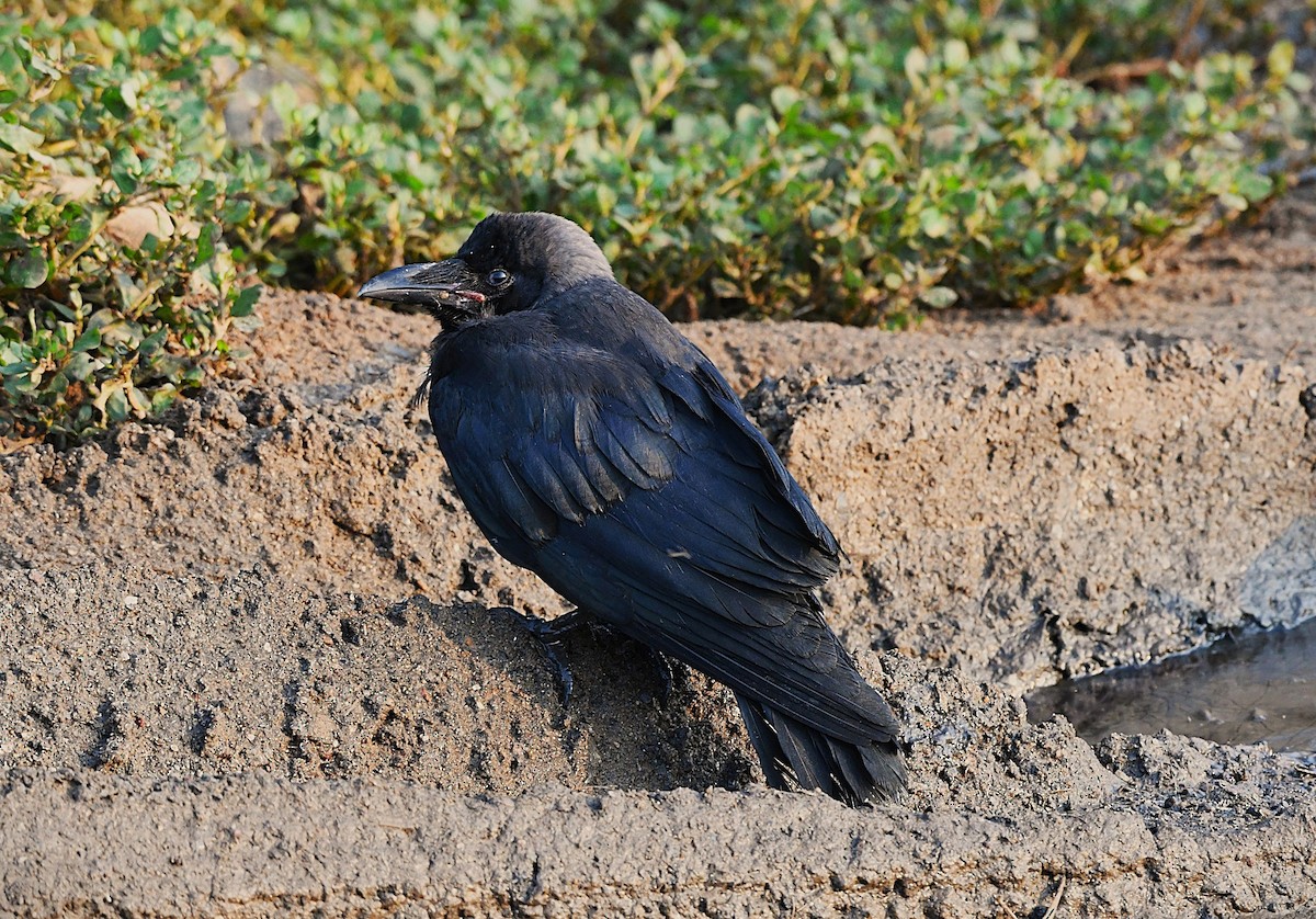 Ворона індійська - ML645540323