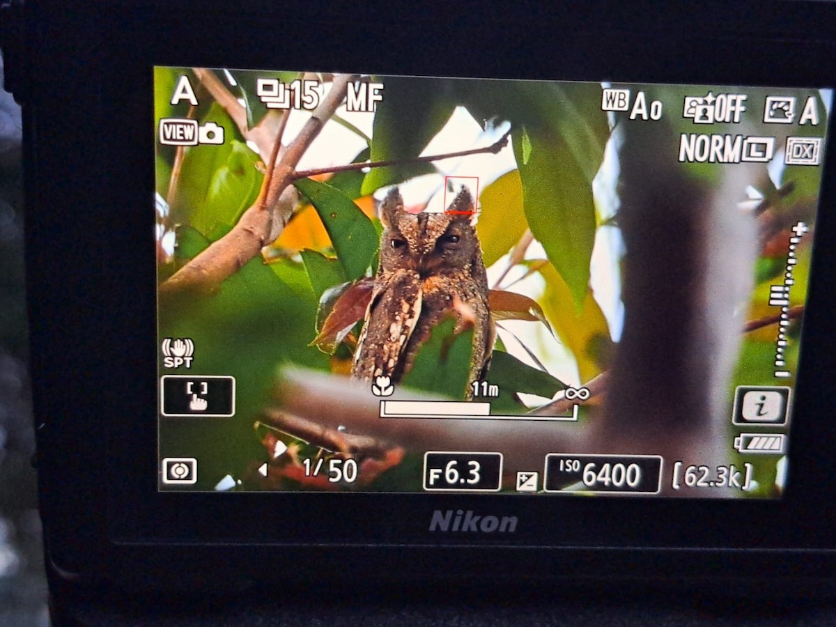 Oriental Scops-Owl - ML645540351