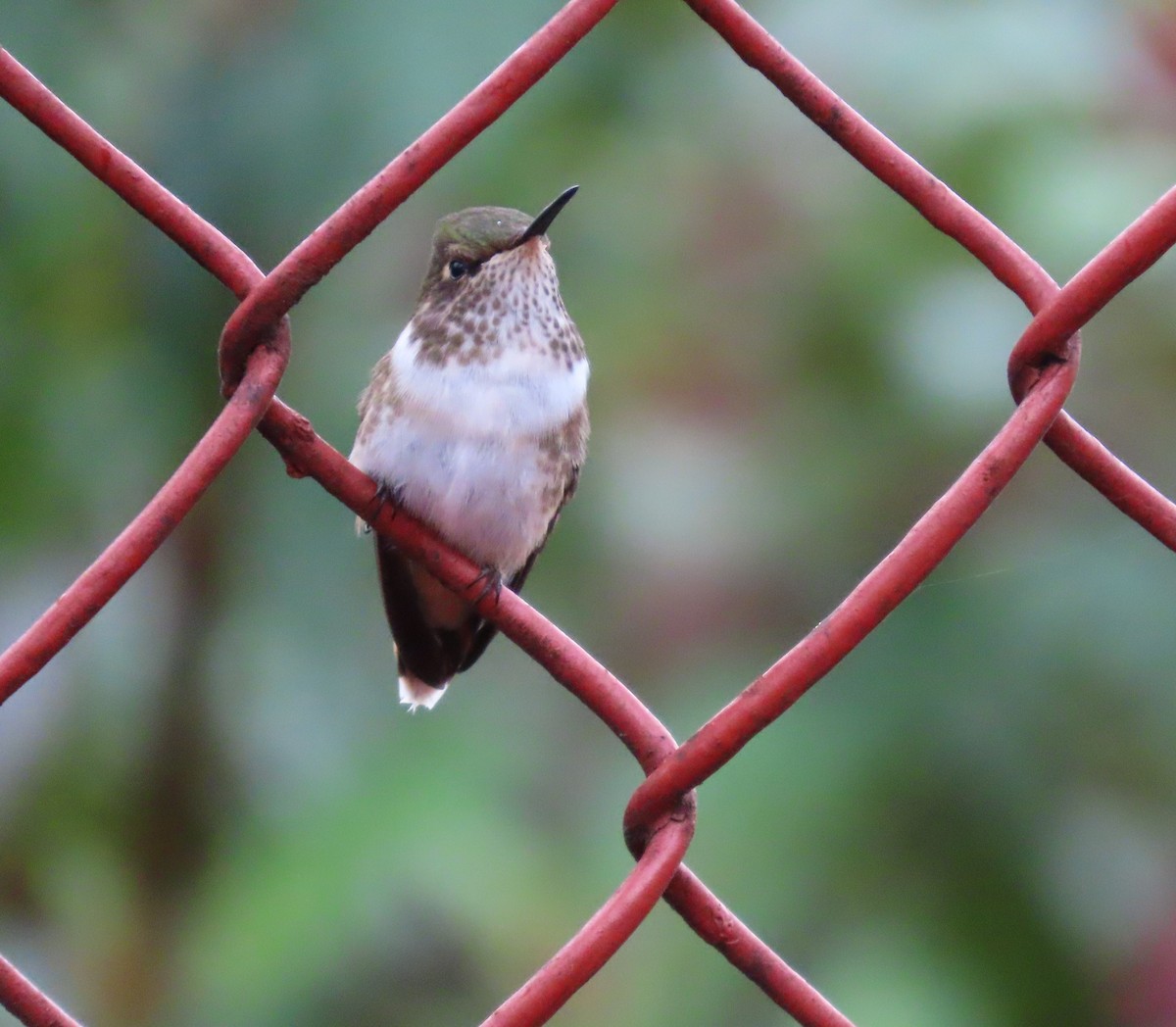 Volcano Hummingbird - ML645540354