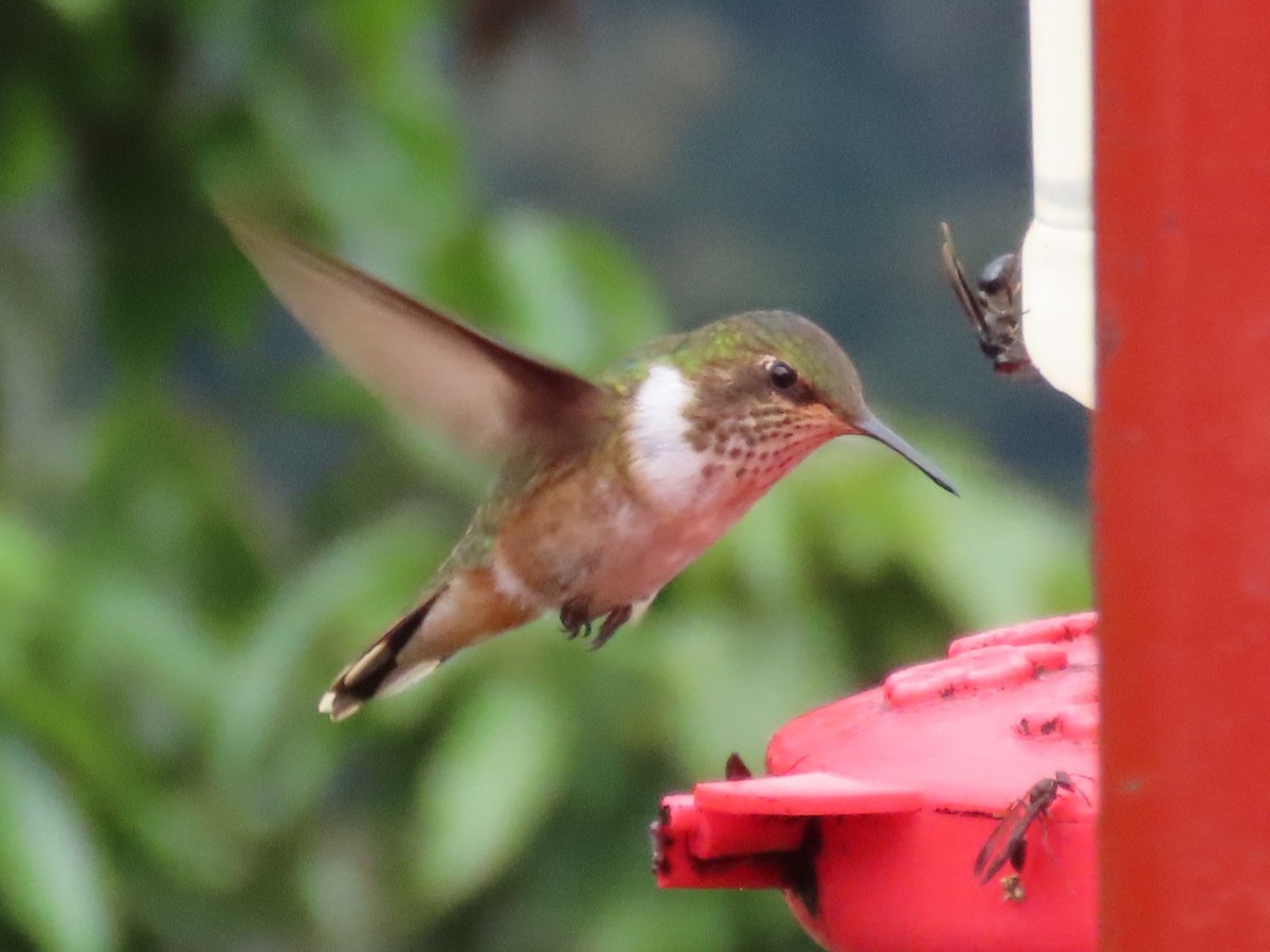 Volcano Hummingbird - ML645540359