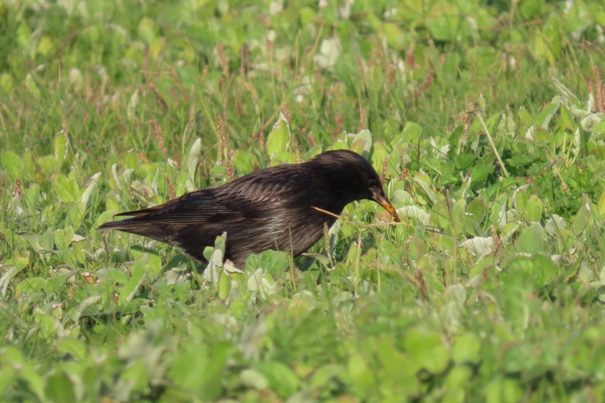 זרזיר שחור - ML645540360