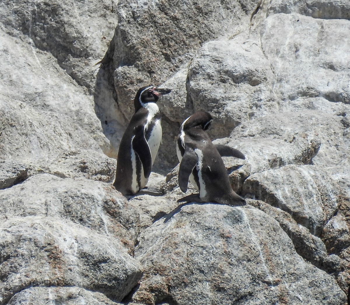 Humboldt Penguin - ML645540361