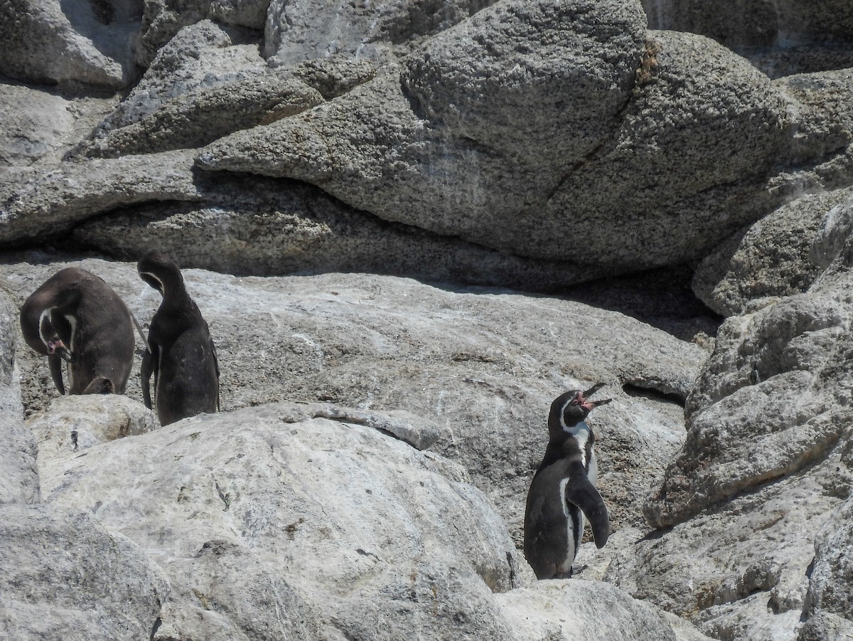 Humboldt Penguin - ML645540366