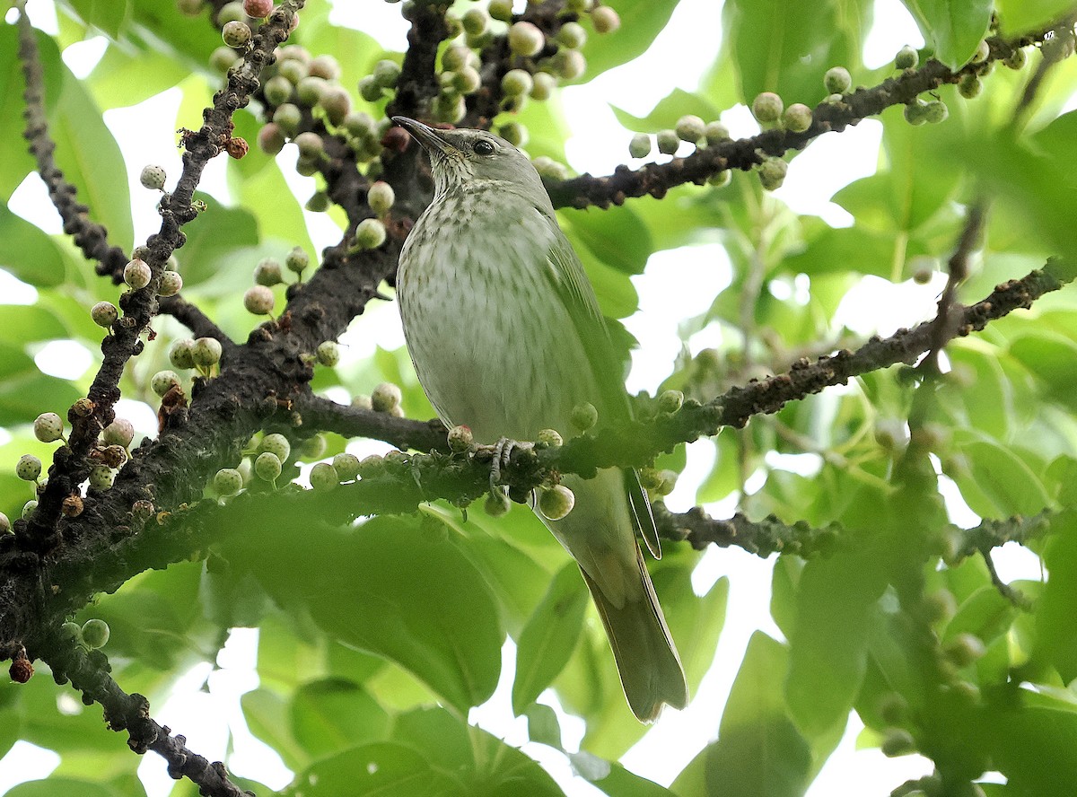 Red-throated Thrush - ML645540419