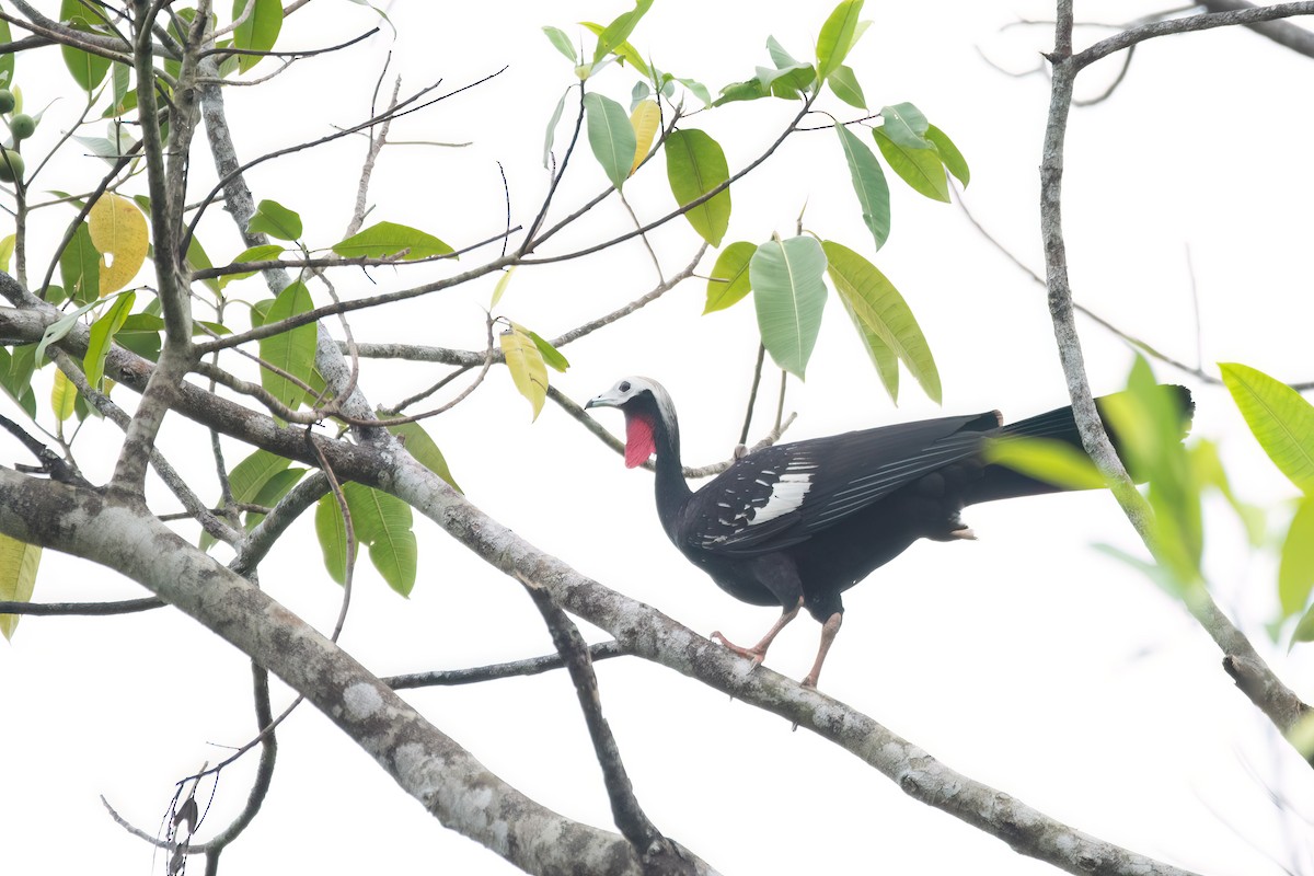 Red-throated Piping-Guan - ML645540425