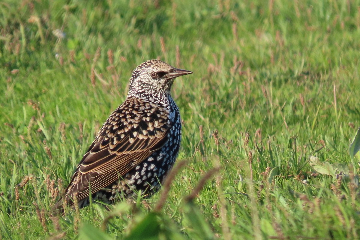 European Starling - ML645540433