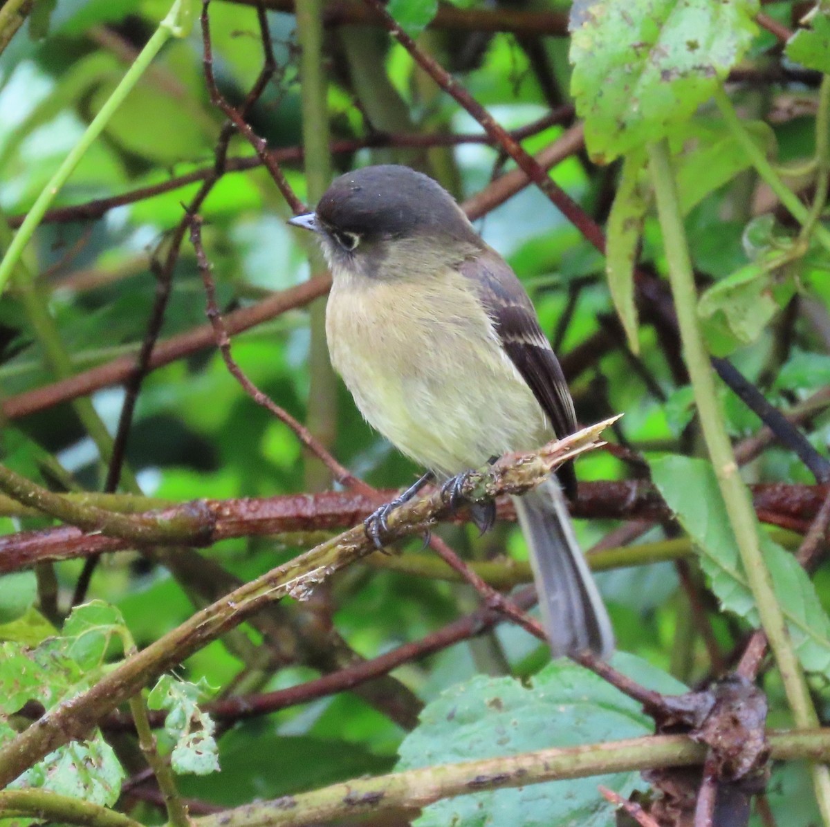 Black-capped Flycatcher - ML645540436