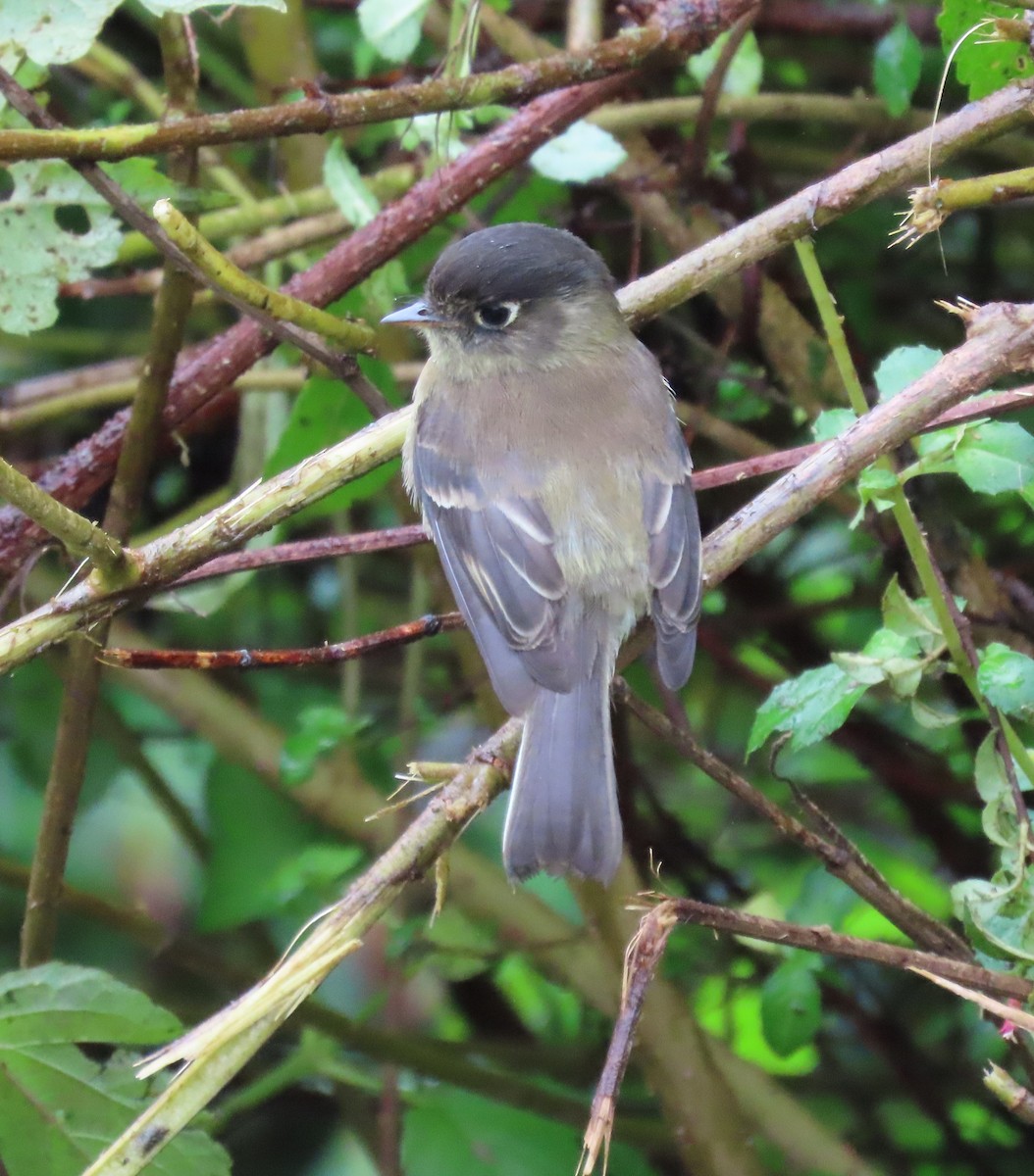 Black-capped Flycatcher - ML645540437
