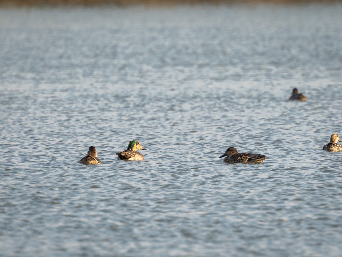 Байгалийн нугас - ML645540439