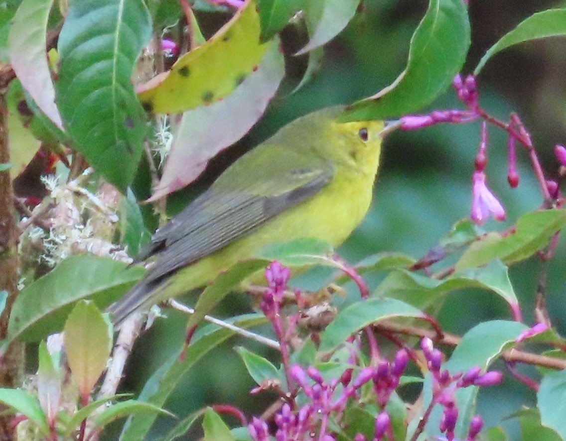 Northern Yellow Warbler - ML645540441