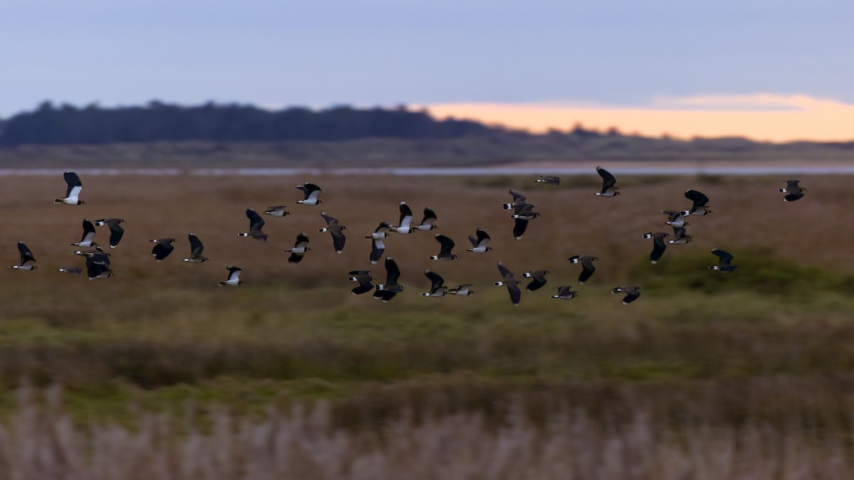 Northern Lapwing - ML645540461