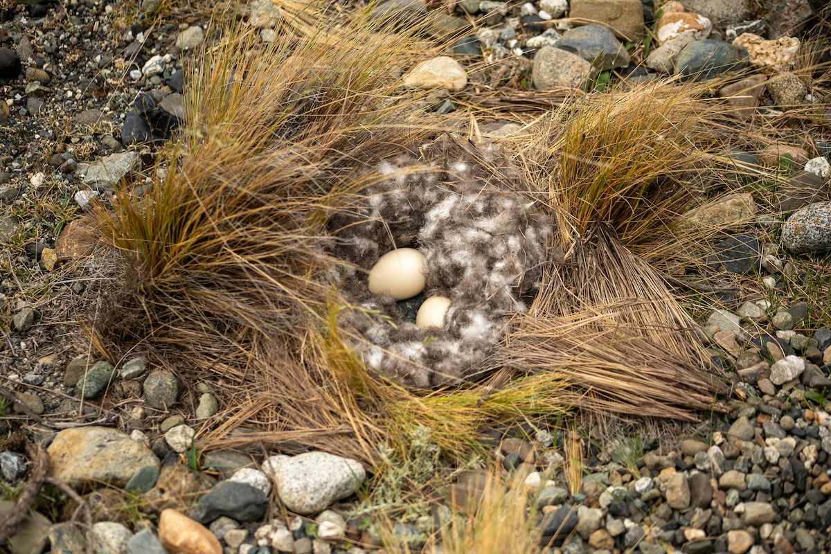 Flying Steamer-Duck - ML645540464