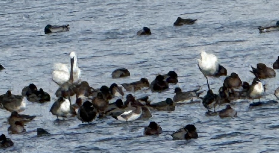 Eurasian Spoonbill - ML645540486