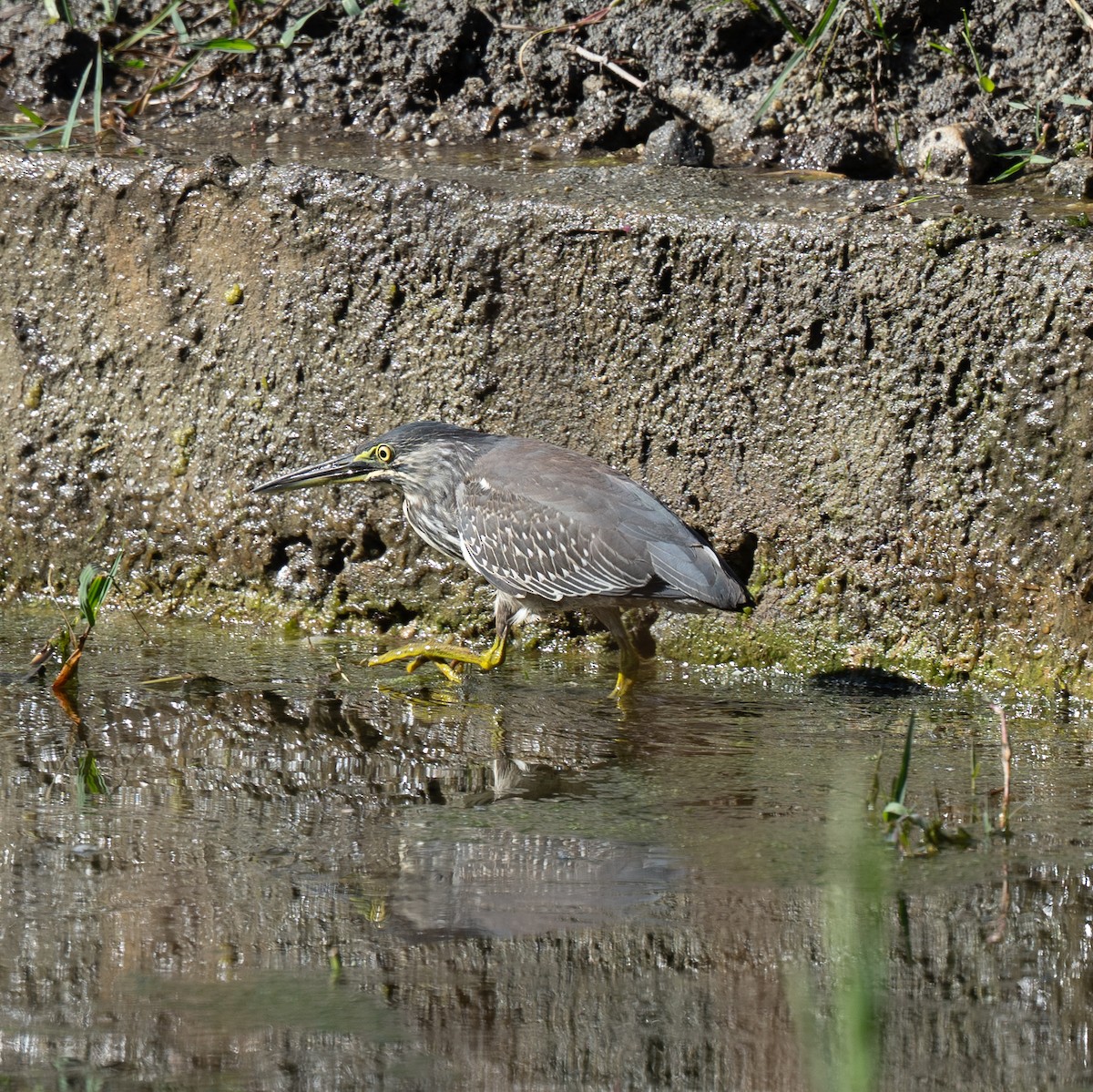 volavka malá - ML645540489