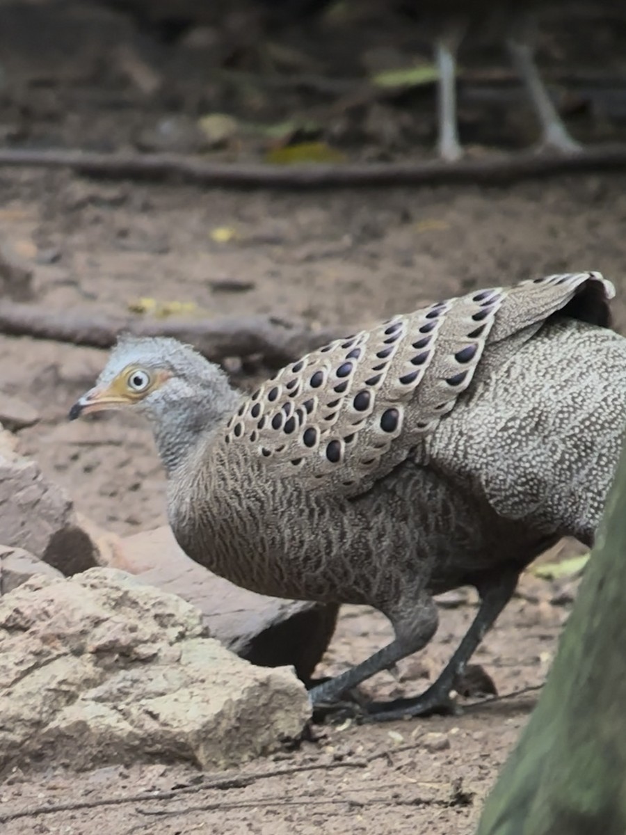 Gray Peacock-Pheasant - ML645540505