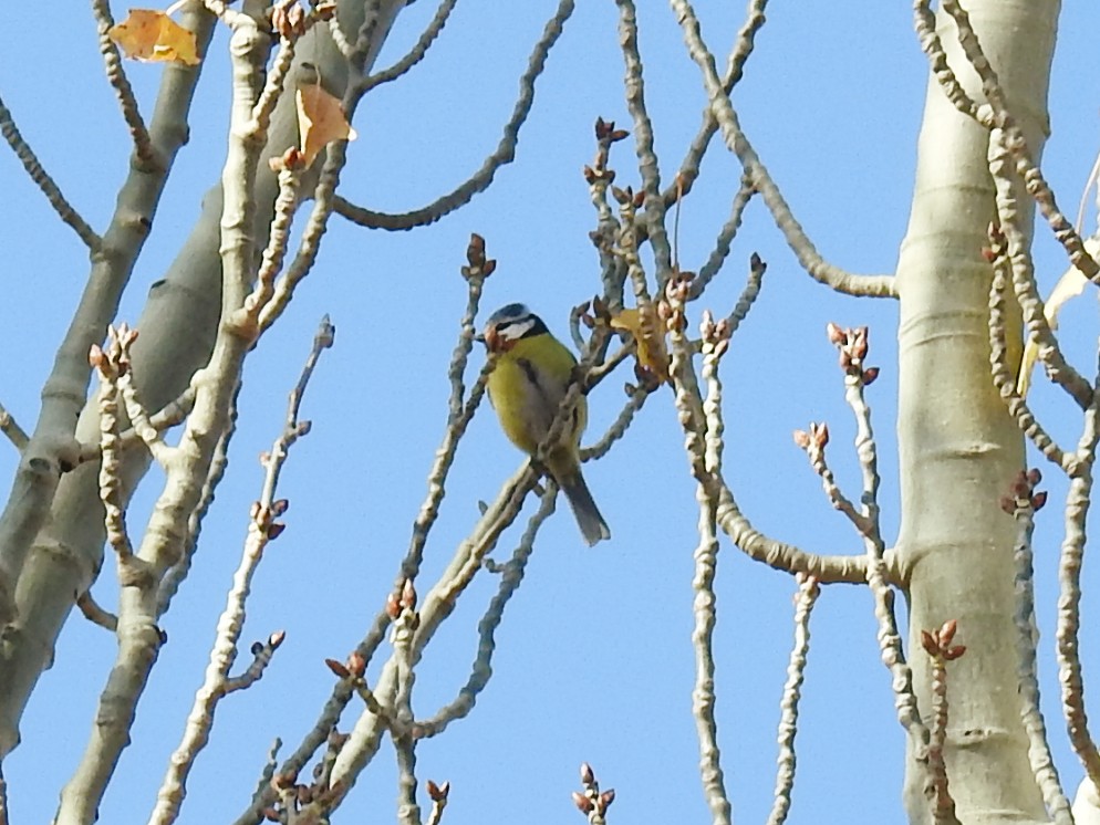 Eurasian Blue Tit - ML645540506