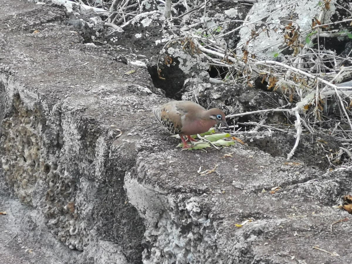 Galapagos Dove - ML645540507
