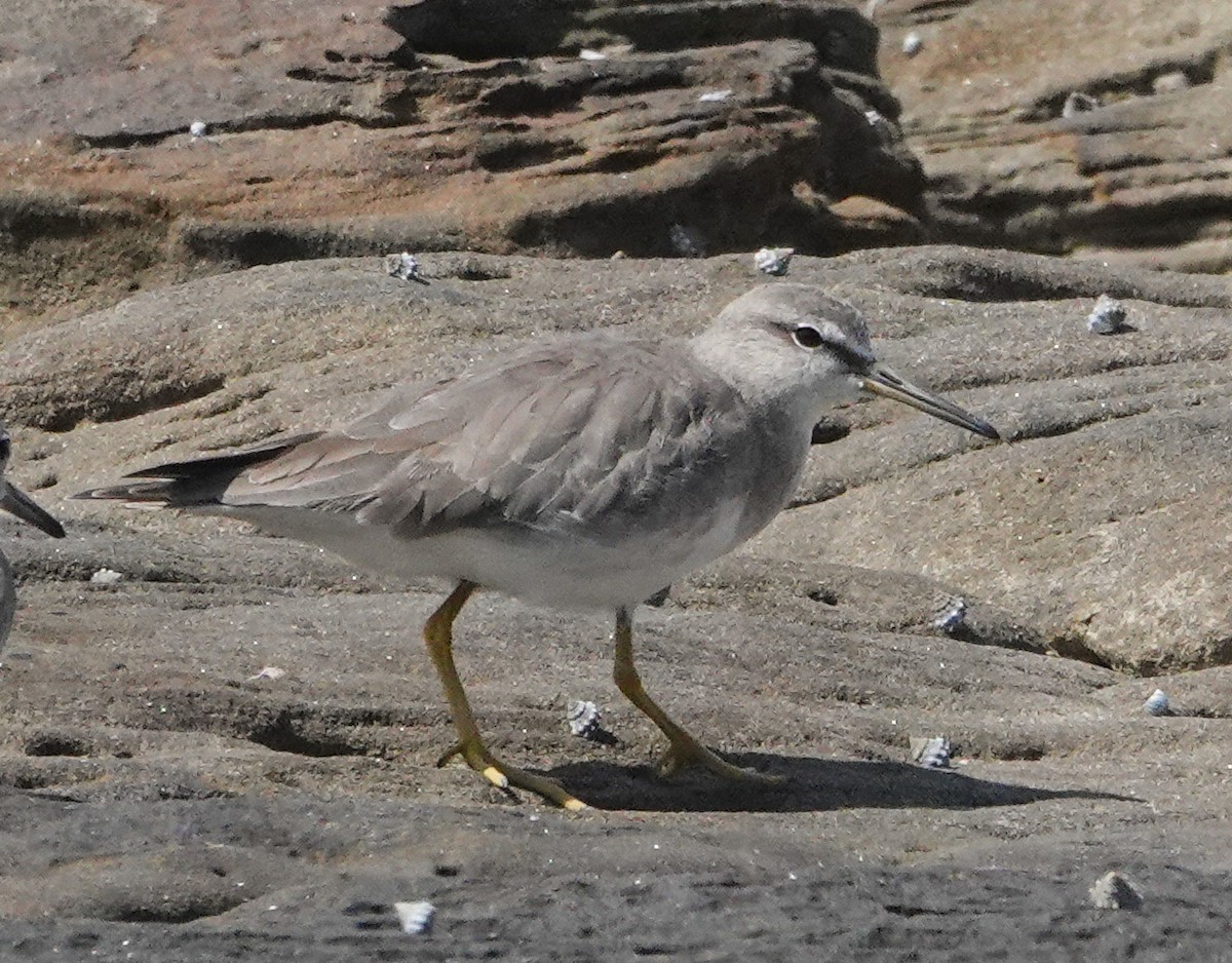 Gray-tailed Tattler - ML645540509