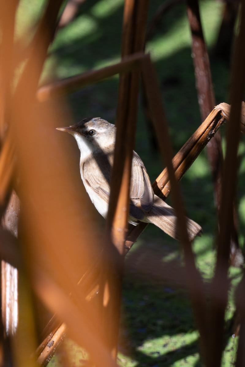 rákosník plavý - ML645540511