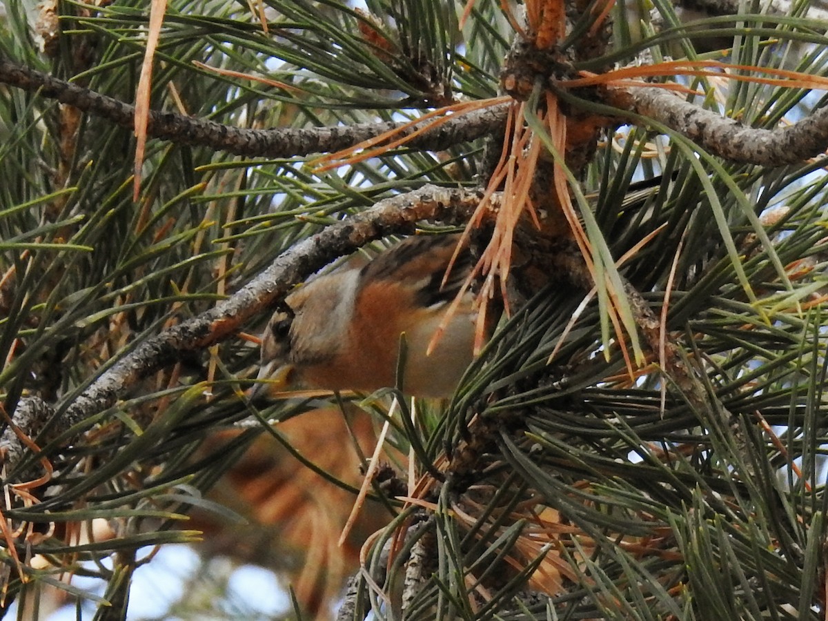 Brambling - ML645540513