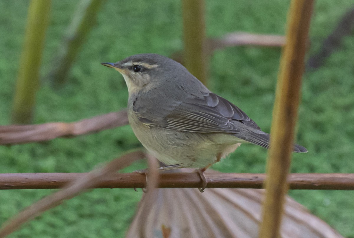 Dusky Warbler - ML645540514
