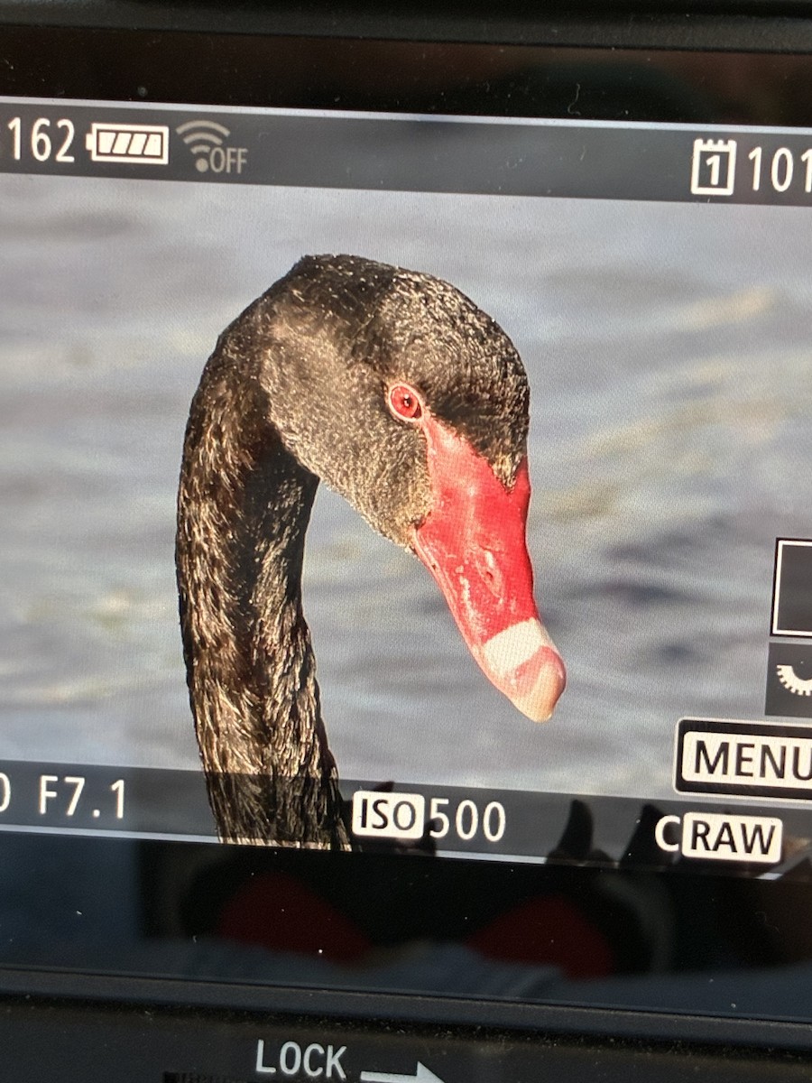 Black Swan - ML645540515