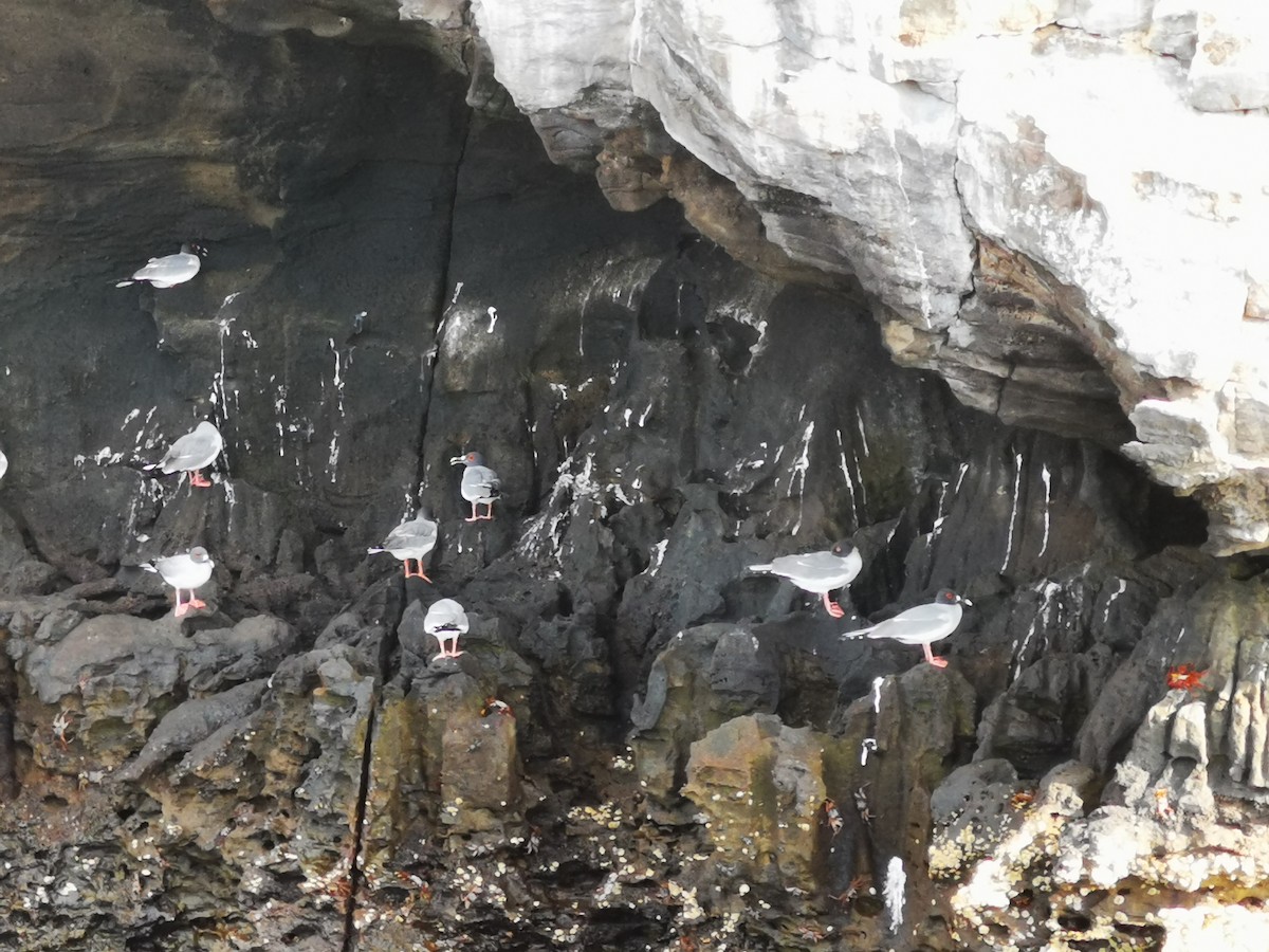 Swallow-tailed Gull - ML645540516