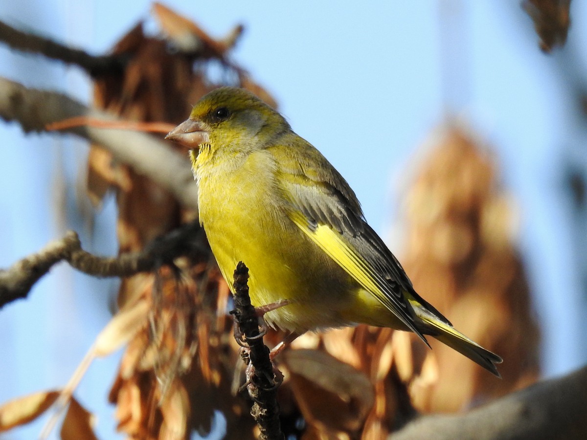 European Greenfinch - ML645540517
