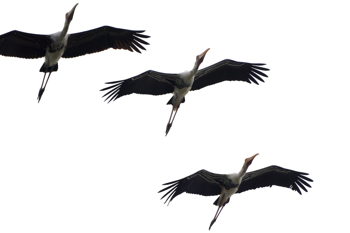 Painted Stork - ML645540519