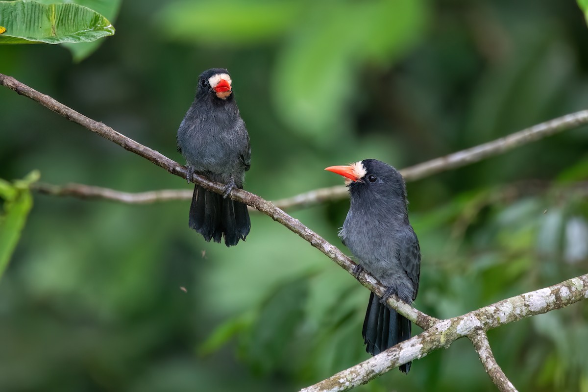 White-fronted Nunbird - ML645540520