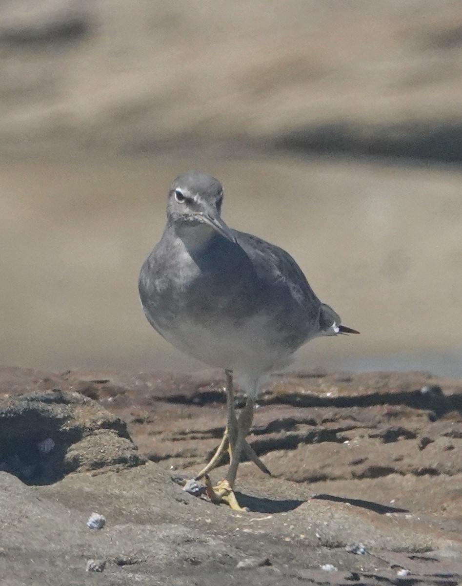 Wandering Tattler - ML645540521