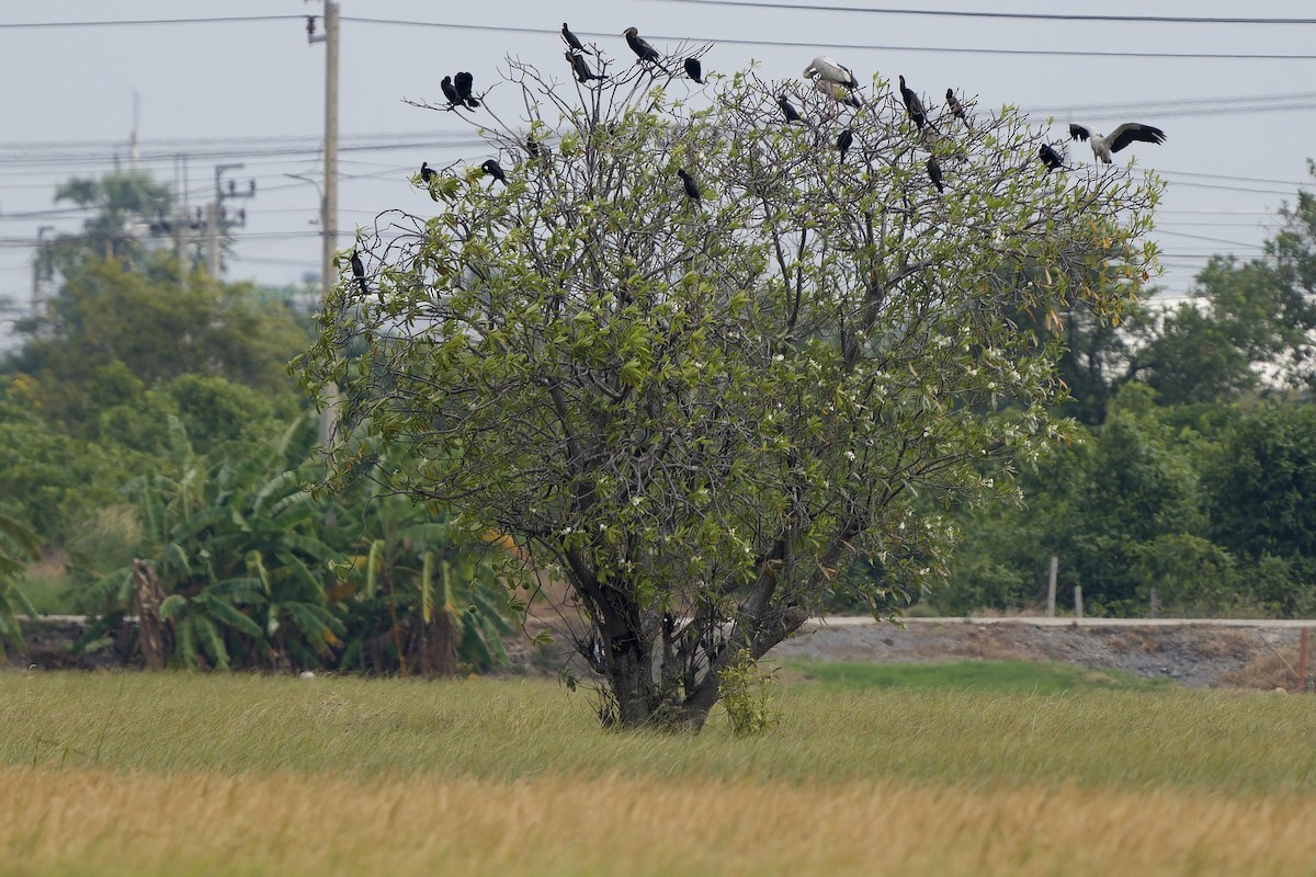Oriental Darter - ML645540522