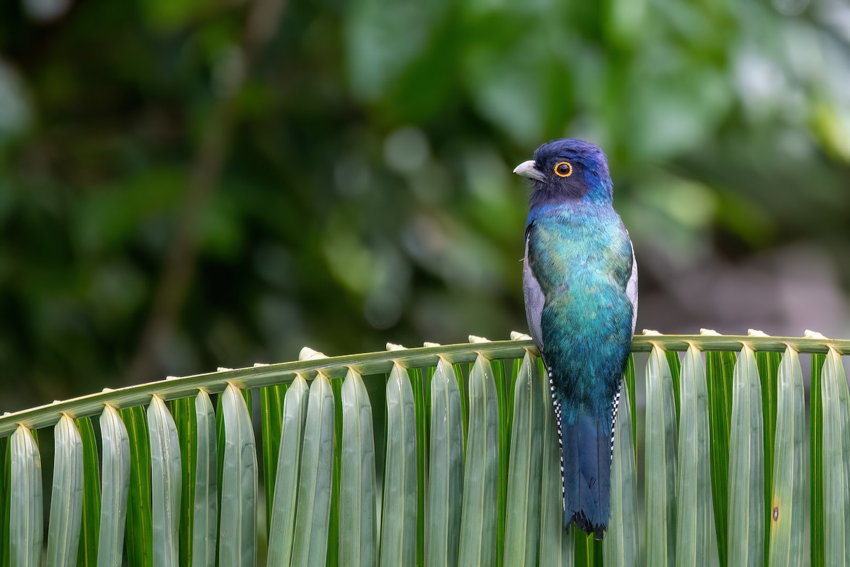 Blue-crowned Trogon - ML645540523