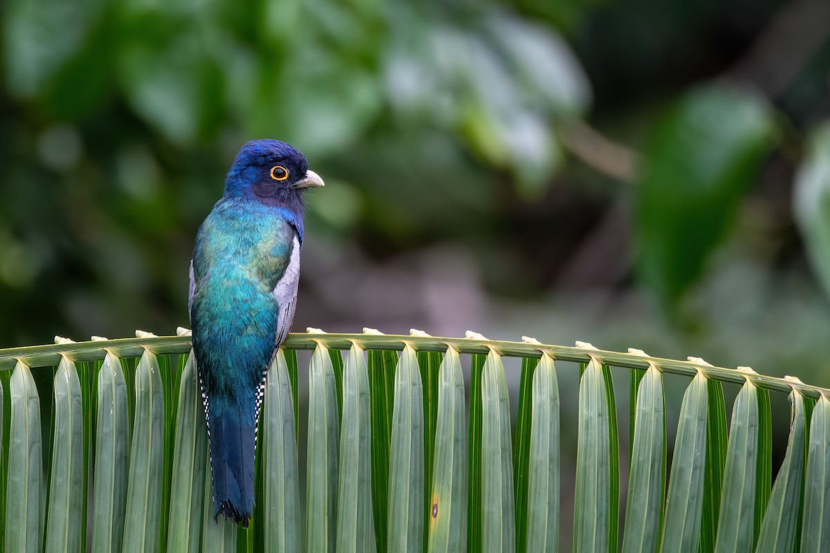 Blue-crowned Trogon - ML645540524