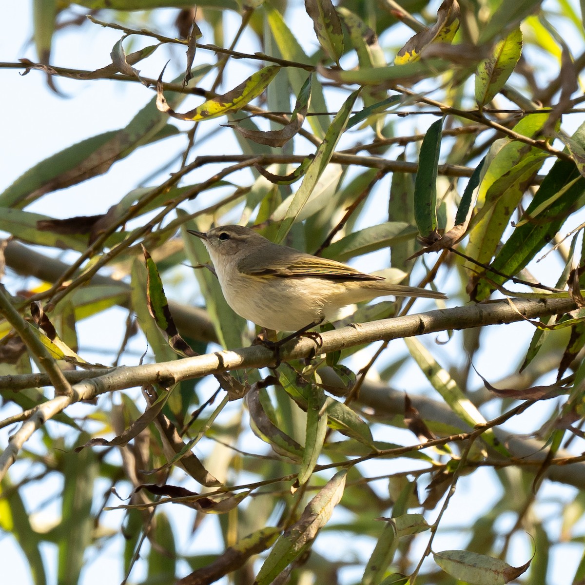 budníček menší - ML645540525