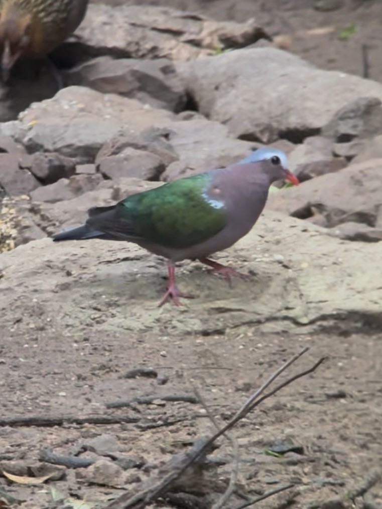 Asian Emerald Dove - ML645540526