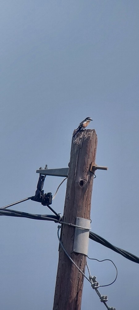 Masked Shrike - ML645540527