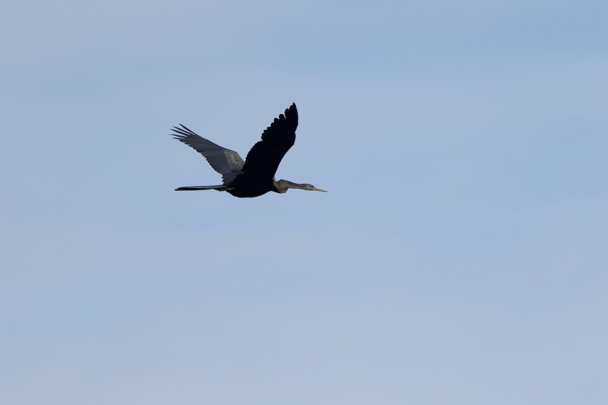 Oriental Darter - ML645540528