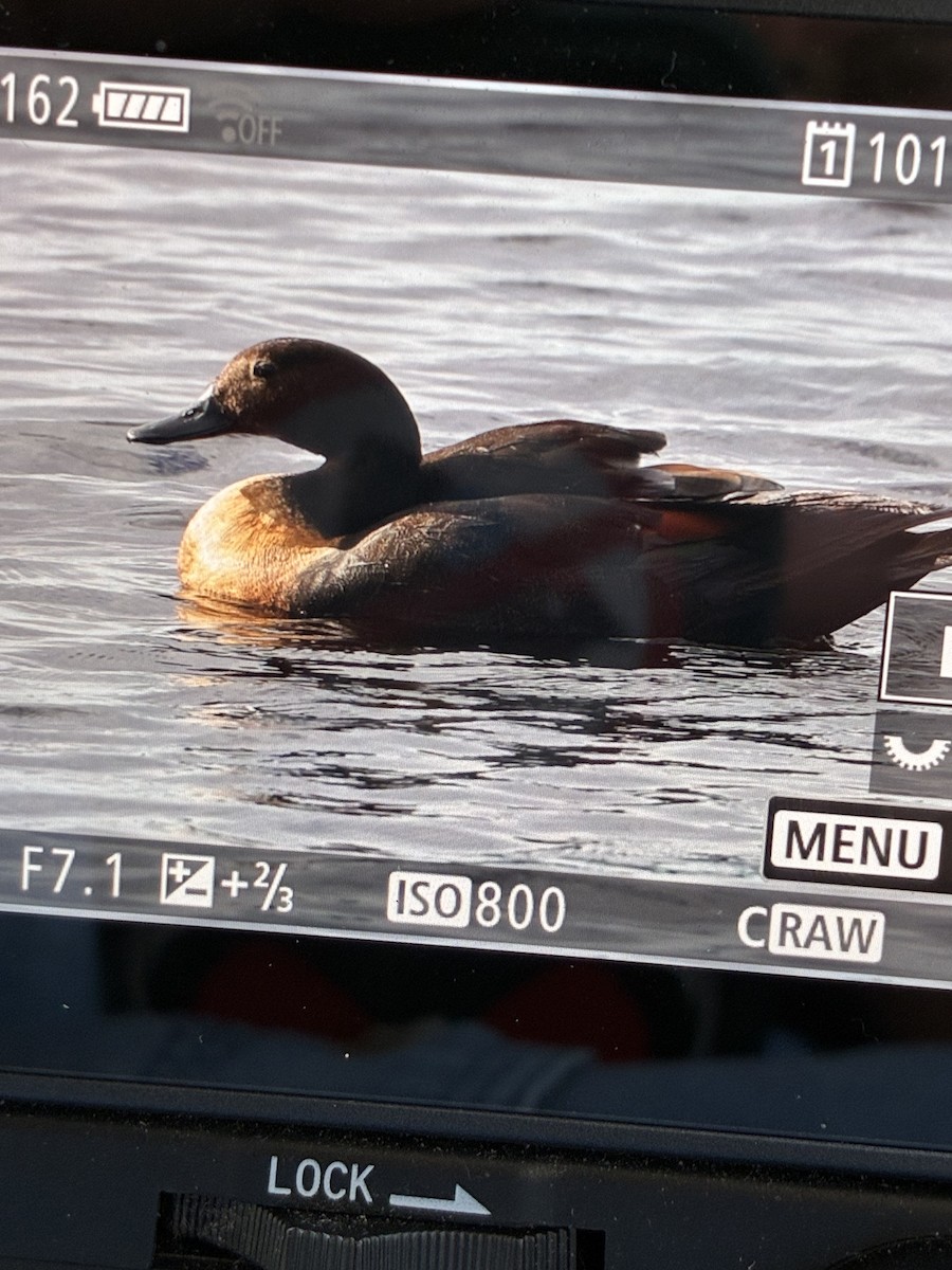 Australian Shelduck - ML645540529